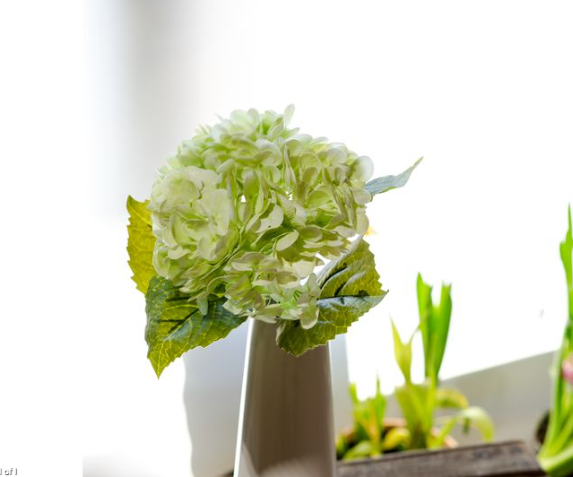 Green Hydrangea Stem