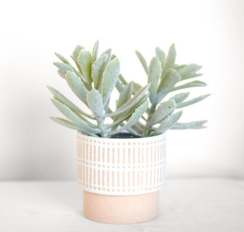 Potted Leaf Succulent