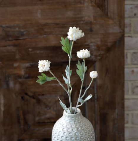 White Kalanchoe Stem