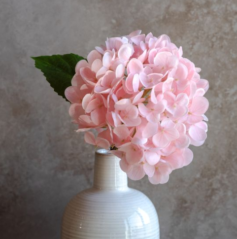 Pink Hydrangea Stem