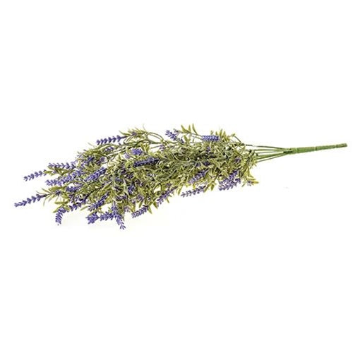 English Lavender Bush