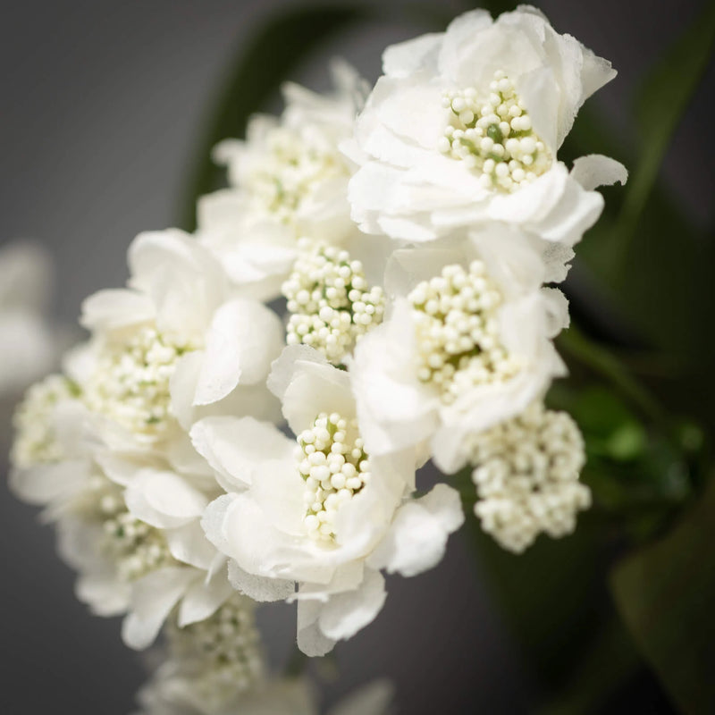 Cream Cherry Blossom Stem