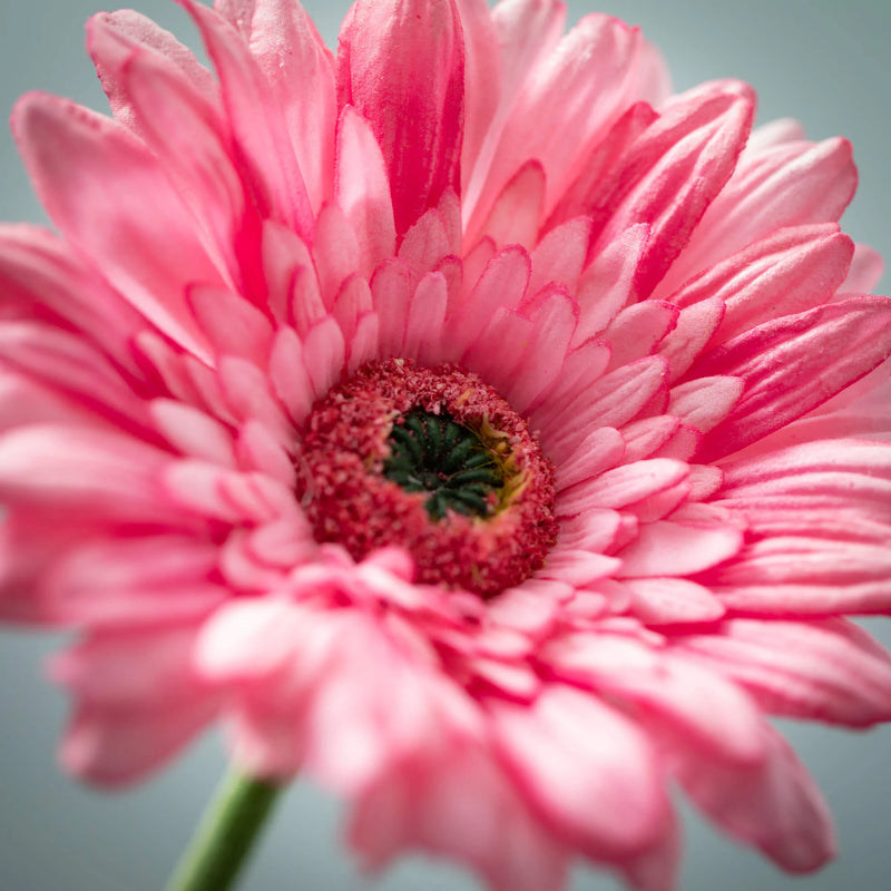 Pink Gerbera Daisy Stem