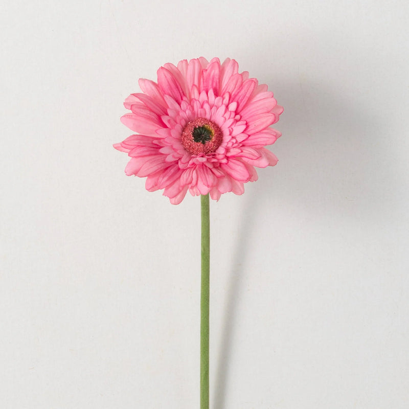 Pink Gerbera Daisy Stem