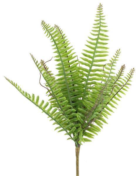BOSTON FERN BUSH GREEN