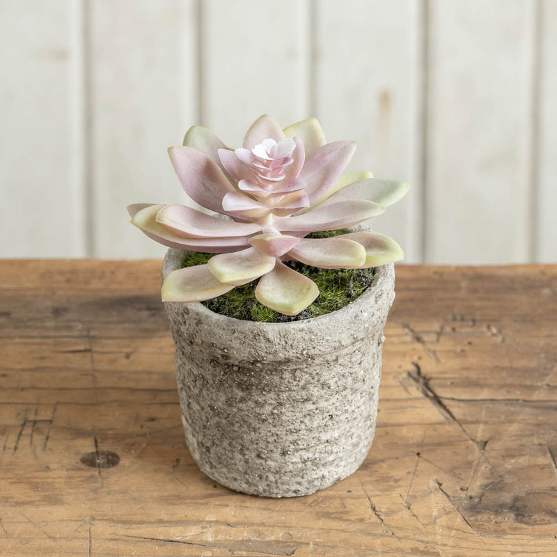 Potted Purple Lotus Succulent