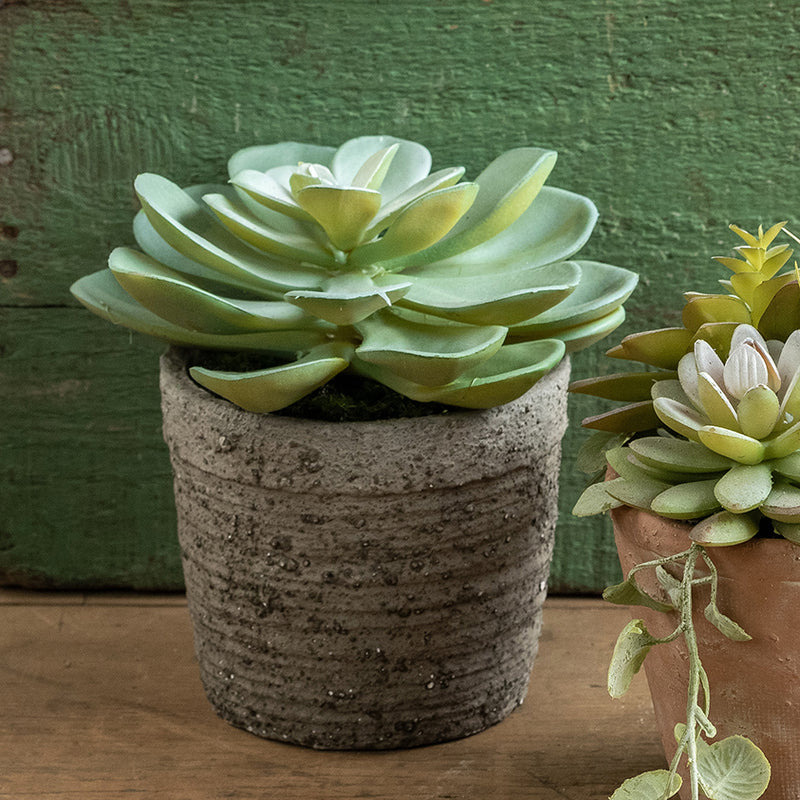 7" Potted Green Succulent