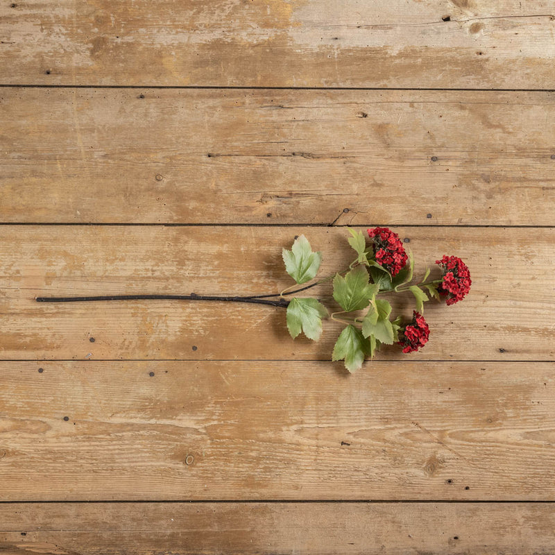 28" RED SWEET WILLIAM STEM