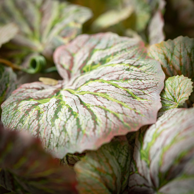 Hanging Begonia Bush