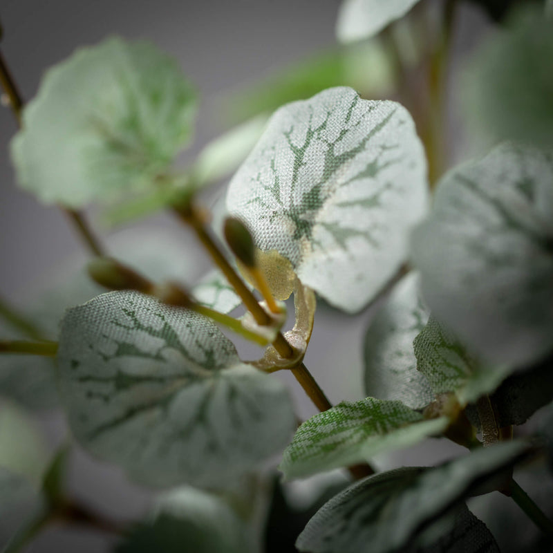 Mini Begonia Bush