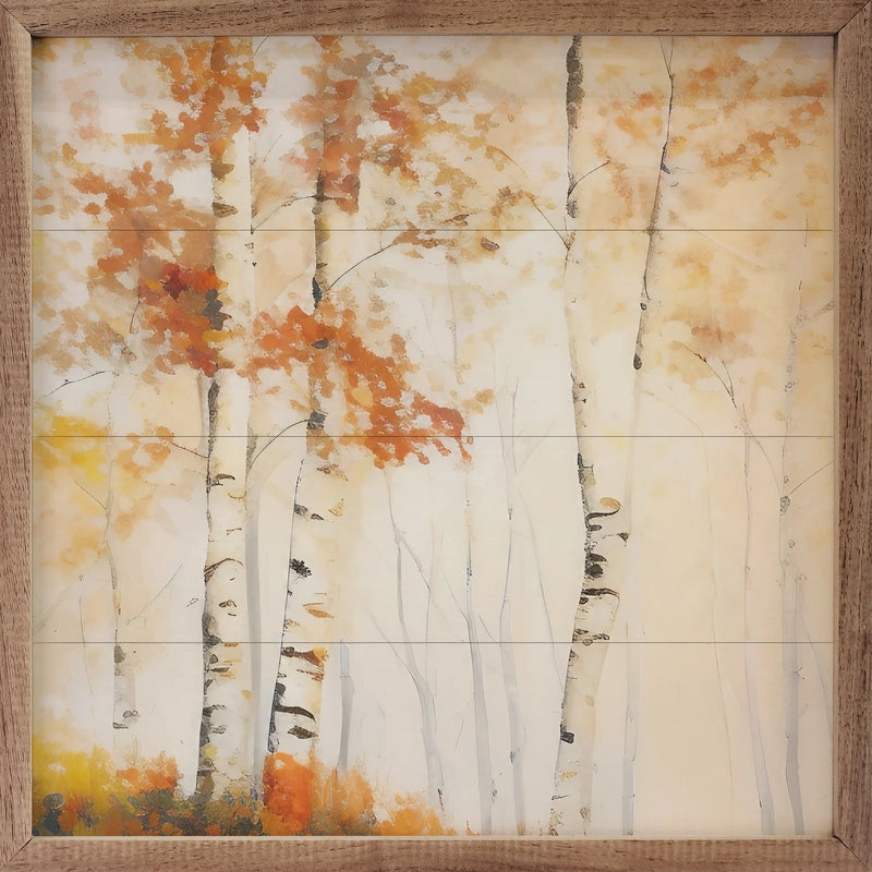 Three Fall Birch Trees in Forest