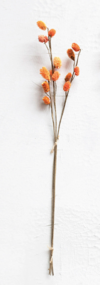 Dried Globe Thistle Bunch