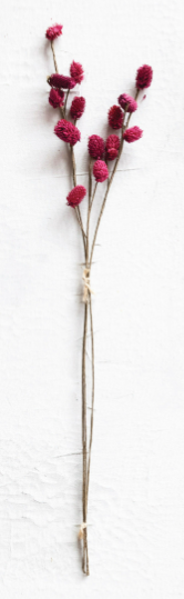 Dried Globe Thistle Bunch