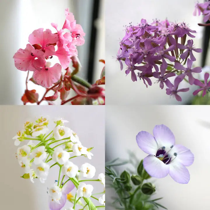 Plantable Card- Wildflower Border