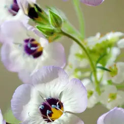 Plantable Greeting Card-...get well
