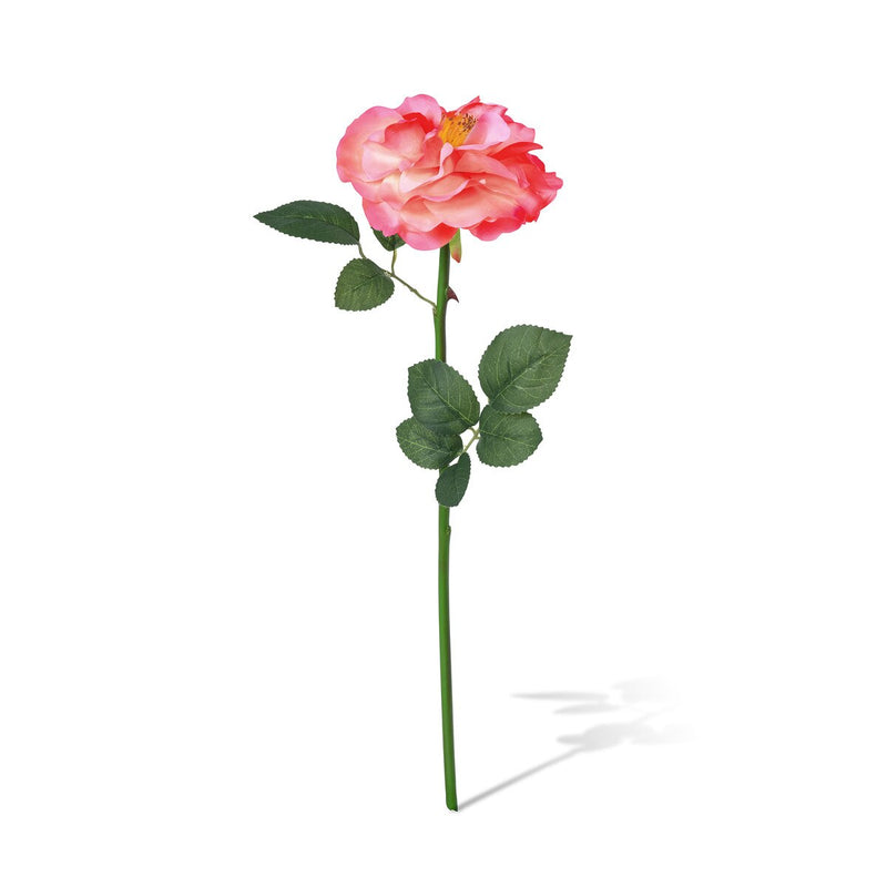 Gathered Garden Rose