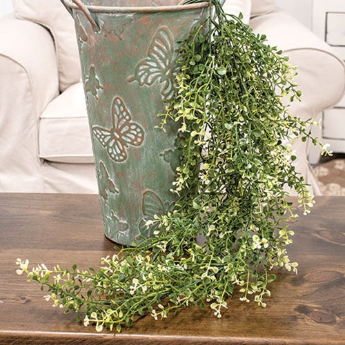 Cream Tipped Baby's Grass Hanging Bush
