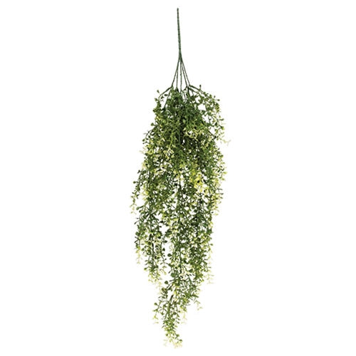 Cream Tipped Baby's Grass Hanging Bush