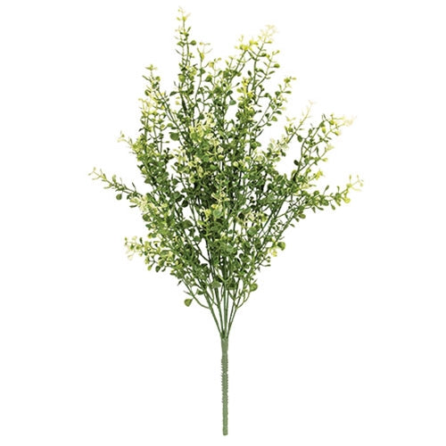 Cream Tipped Baby's Grass Bush