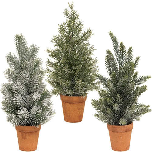 Pine Tree in Terra Cotta Pot