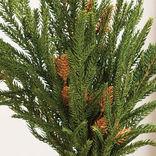 Soft Touch Austrian Pine Bush