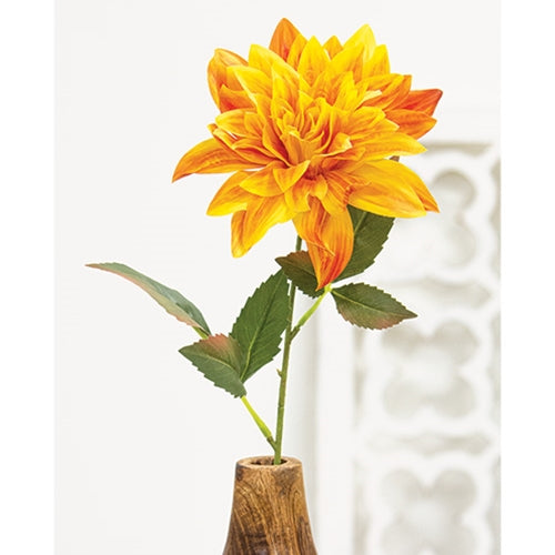 Sunrise Dahlia Stem