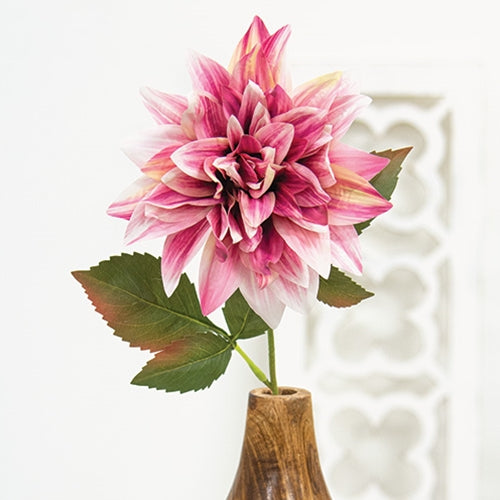 Sunset Dahlia Stem