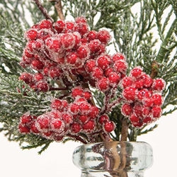 Graceful Cedar Berry Bush, 19"