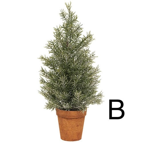 Pine Tree in Terra Cotta Pot