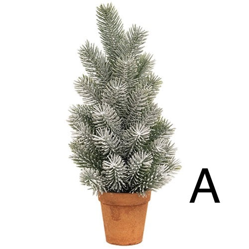 Pine Tree in Terra Cotta Pot