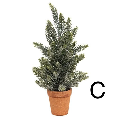 Pine Tree in Terra Cotta Pot