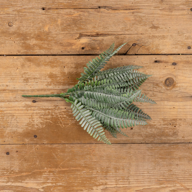 PERSIAN LEAF FERN BUSH