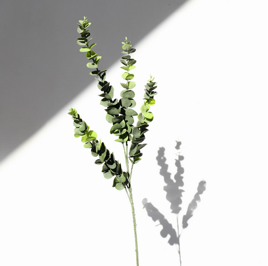 Eucalyptus Spray