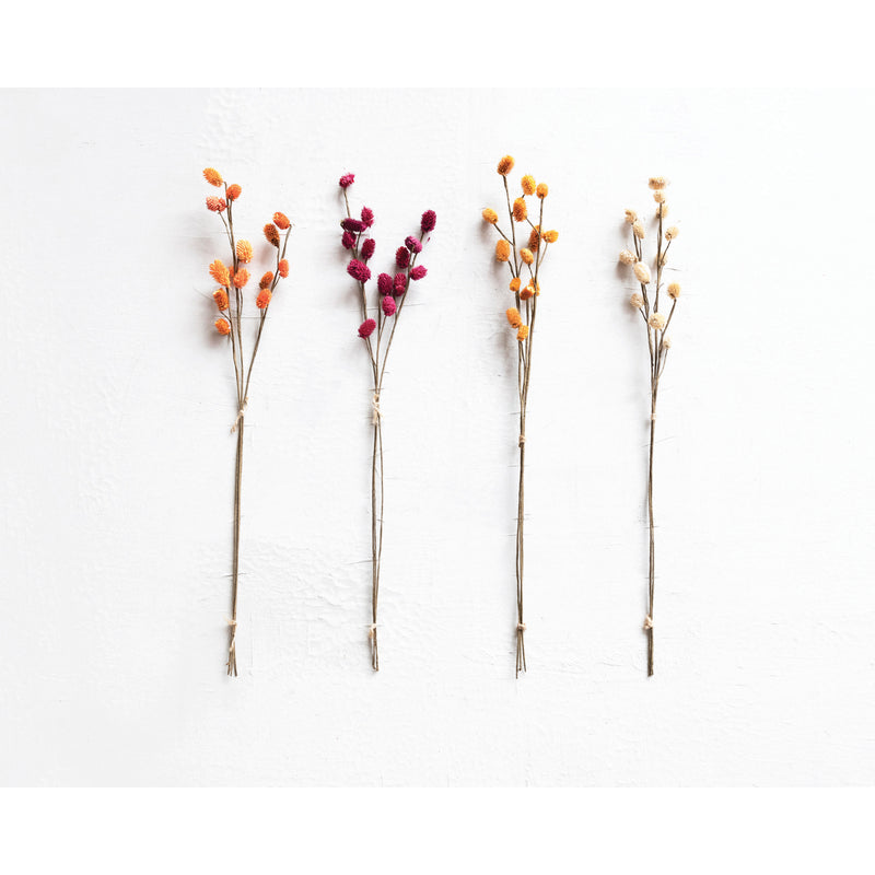 Dried Globe Thistle Bunch