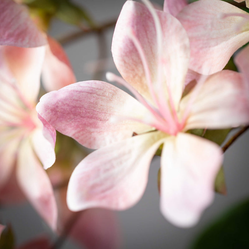 FRESHCUT® PINK BLOSSOM
