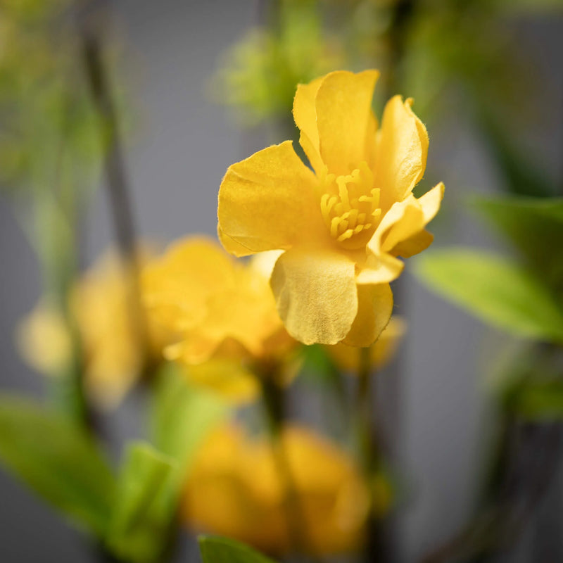 Yellow Blossom & Leaf Spray
