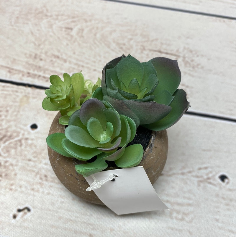 Mini Potted Succulent