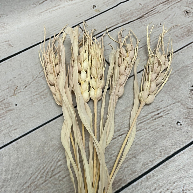 Dried Wheat Pick