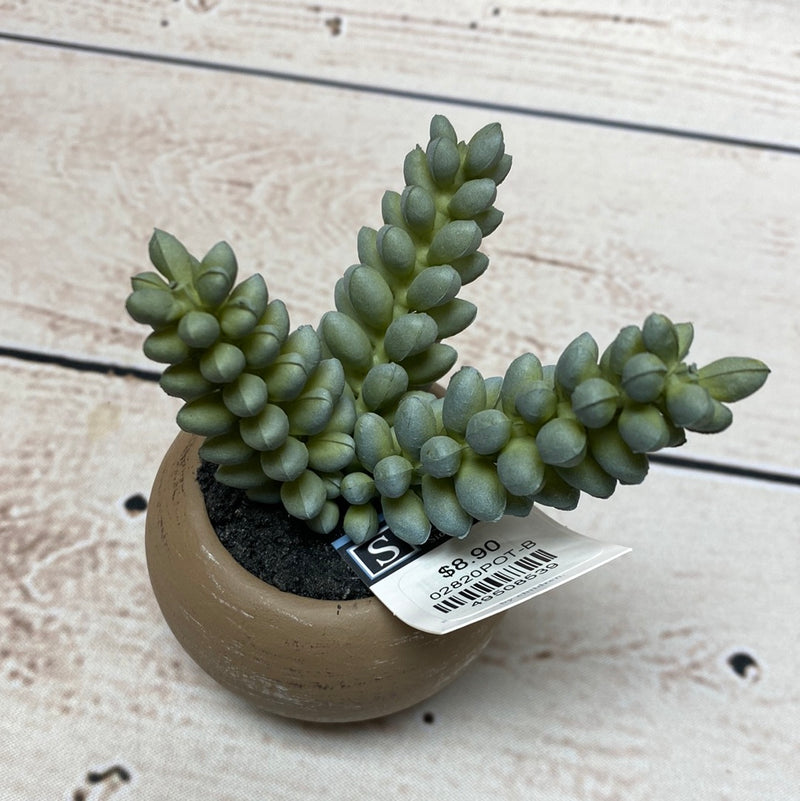 Mini Potted Succulent