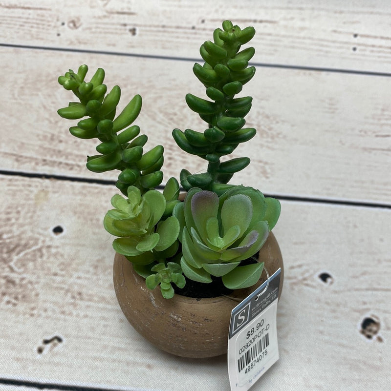 Mini Potted Succulent