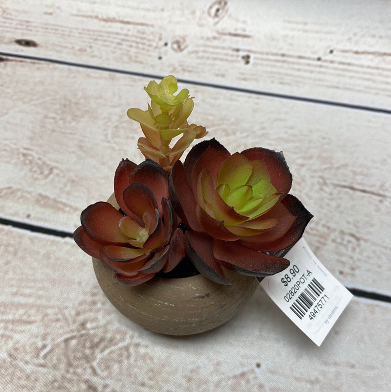 Mini Potted Succulent