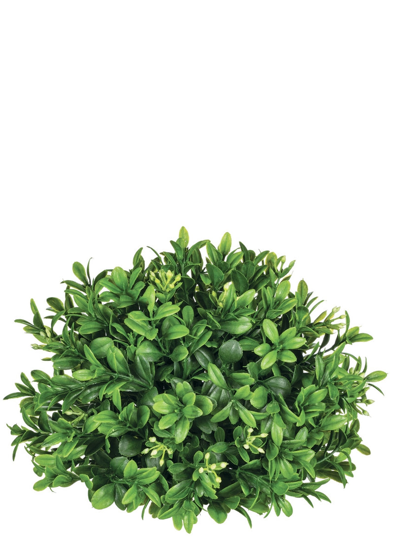 New England Boxwood Orb