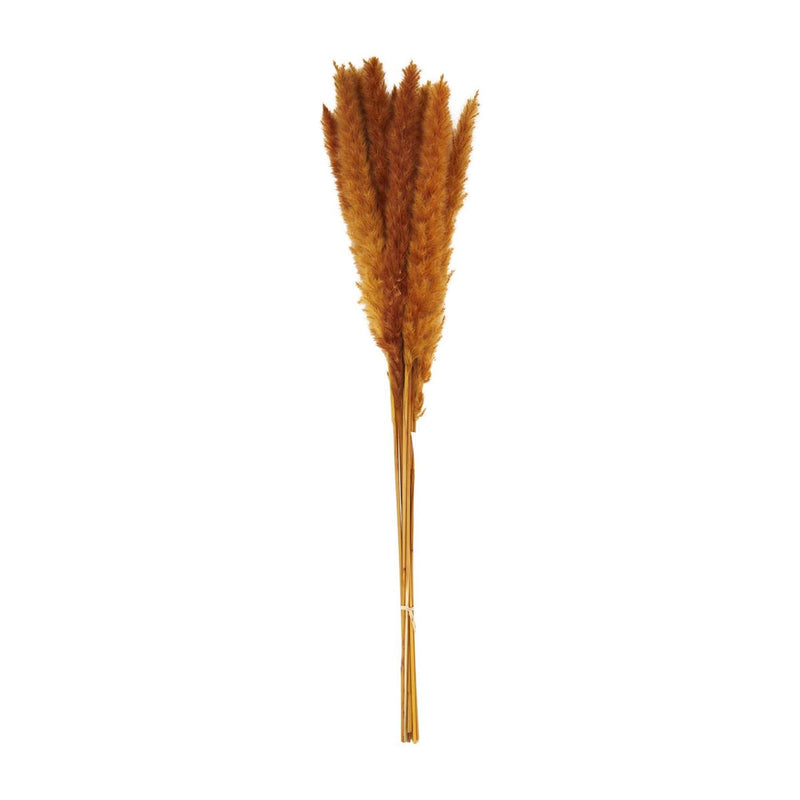Preserved Pampas Grass Stem