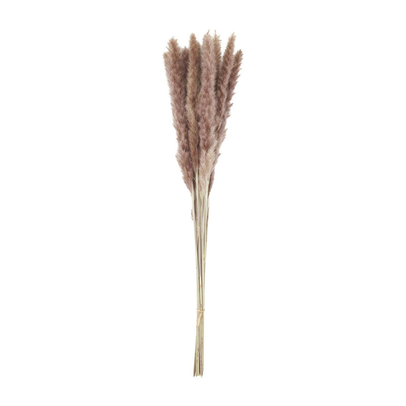 Preserved Pampas Grass Stem