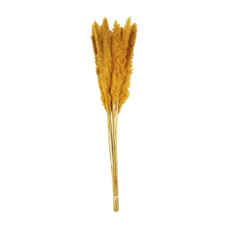 Preserved Pampas Grass Stem