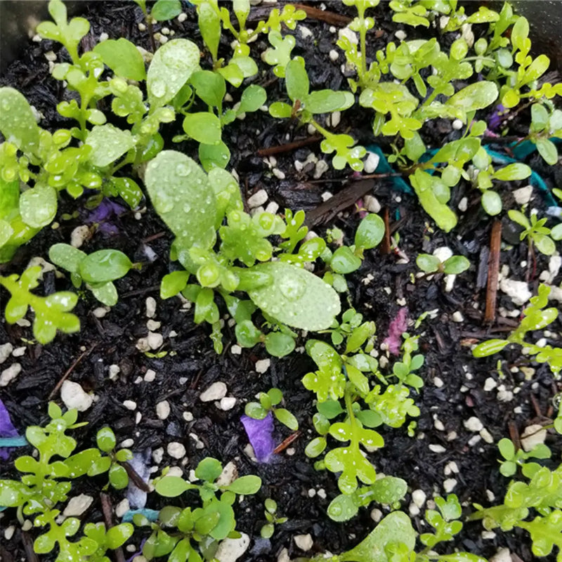 Plantable Card- If Cauliflower