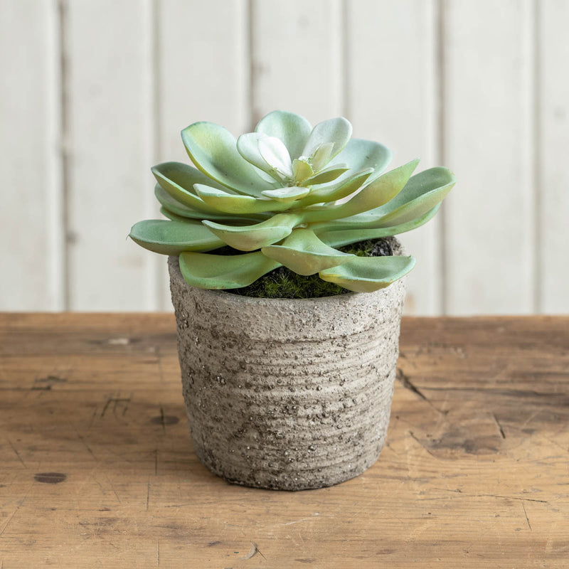 7" Potted Green Succulent