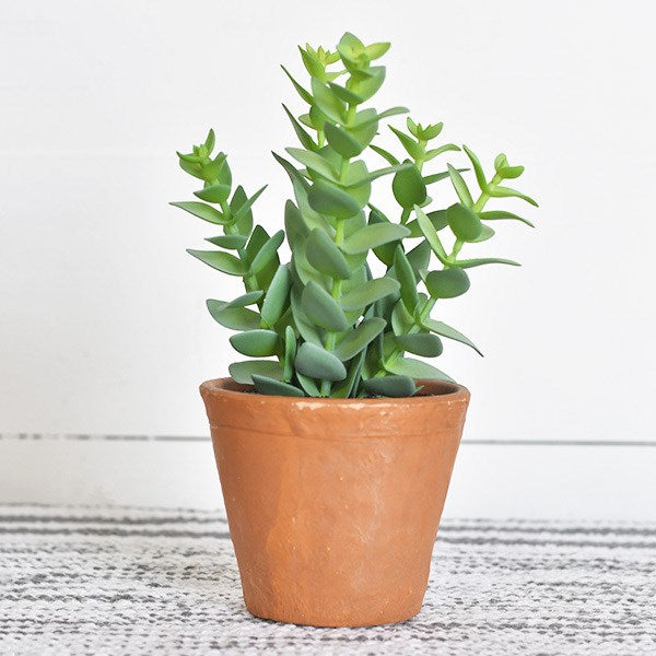 Cassula Succulent