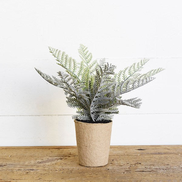 Fern in Paper Pot