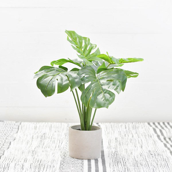 Monstera Potted Plant